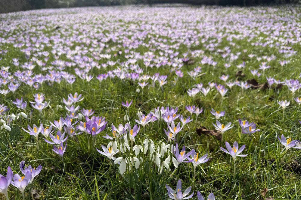 Der Februar zeigte sich mild und oft sehr sonnig, wie hier in Lenzburg AG am 22. Februar, wo die Frühlingsblumen üppig spriessen. (Foto: Andreas Walker)